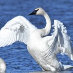 Trumpeter Swan