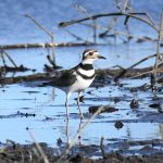 Killdeer