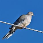 Mourning Dove