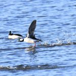 Bufflehead