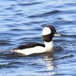 Bufflehead