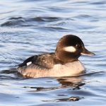 Bufflehead