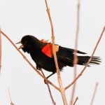 Red-winged Blackbird
