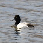 Lesser Scaup
