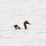 Canvasback
