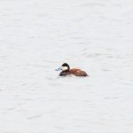 Ruddy Duck