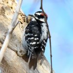 Downy Woodpecker