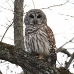Barred Owl