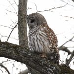 Barred Owl