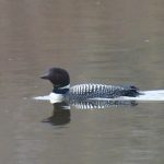 Common Loon