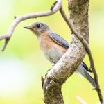 Eastern Bluebird