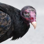Turkey Vulture
