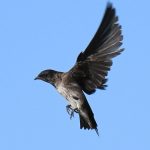 Purple Martin