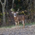 White-tailed Deer