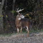 White-tailed Deer