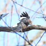 Red-headed Woodpecker