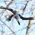 Red-headed Woodpecker