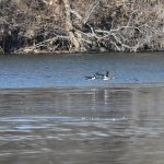 Hooded Merganser