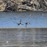 Hooded Merganser