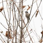 Downy Woodpecker