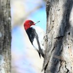 Red-headed Woodpecker