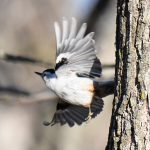 White-breasted Nuthatch
