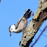 White-breasted Nuthatch