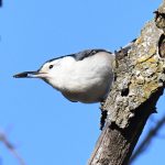 White-breasted Nuthatch