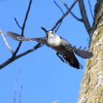 White-breasted Nuthatch