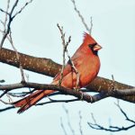 Northern Cardinal