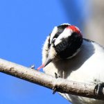 Downy Woodpecker