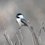 Black-capped Chickadee