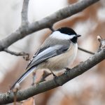 Black-capped Chickadee