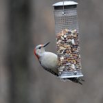 Red-bellied Woodpecker