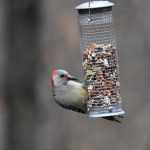 Red-bellied Woodpecker