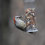 Red-bellied Woodpecker