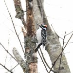 Hairy Woodpecker