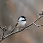 Black-capped Chickadee