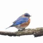 Eastern Blue Bird