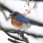 Eastern Bluebird