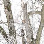 Red-bellied Woodpecker