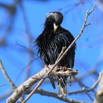 Eurpoean Starling