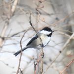 Black-capped Chickadee