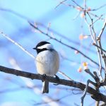 Black-capped Chickadee