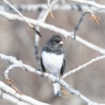 Dark-eyed Junco