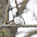 Dark-eyed Junco