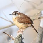 Carolina Wren