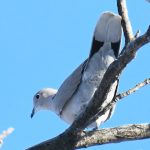 Eurasian Collared-dove