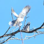 Eurasian Collared-dove