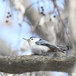 White-breasted Nuthatch
